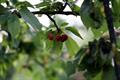 wild cherryو sweet cherryو bird cherryو Mazzard